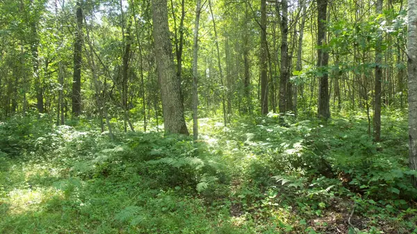 Lot 4 Birch Tree Trl, Spooner, WI 54801