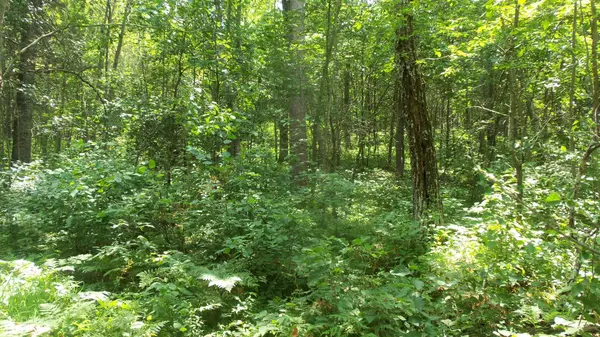Lot 5 Brch Tree Trl, Spooner, WI 54801