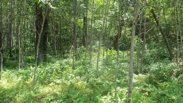 Lot 5 Brch Tree Trl, Spooner, WI 54801