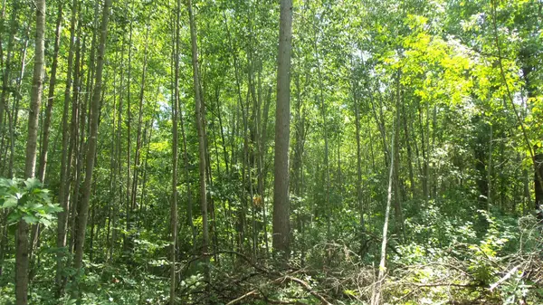 Lot 5 Brch Tree Trl, Spooner, WI 54801