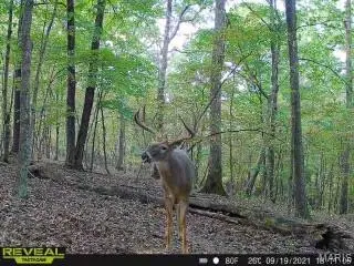 84 +/- Ac Buechele RD, New Florence, MO 63363