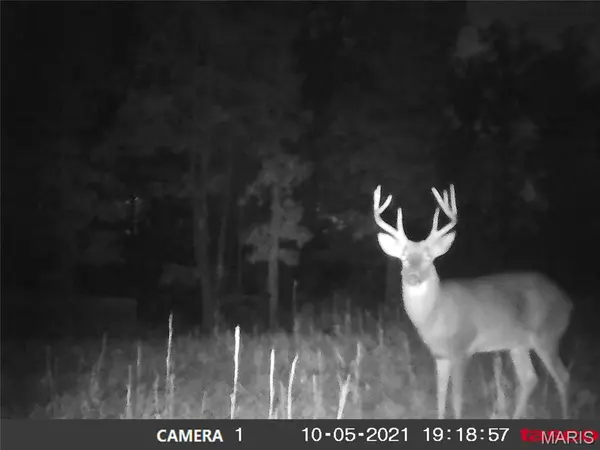 TBD Tract 2 Bobwhite Lane, Fairdealing, MO 63939