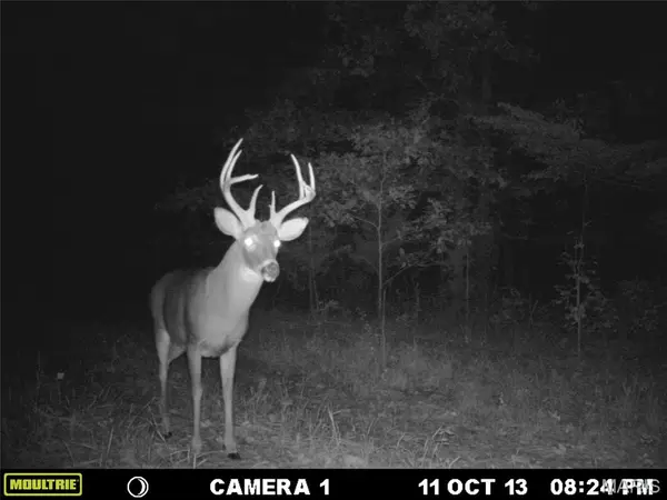 TBD Tract 5 Bobwhite Lane, Fairdealing, MO 63939