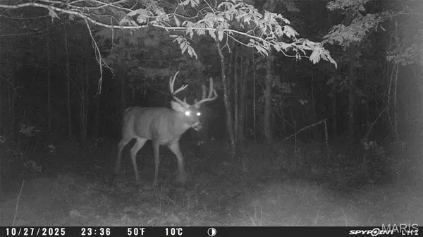TBD Tract 4 Bobwhite Lane, Fairdealing, MO 63939