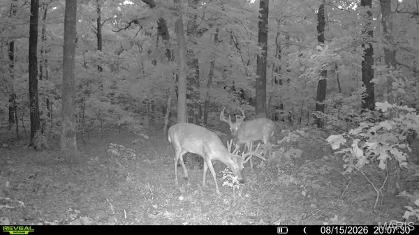 00 Fire Tower RD, Steelville, MO 65565