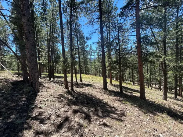 0 pine Pine, Evergreen, CO 80439