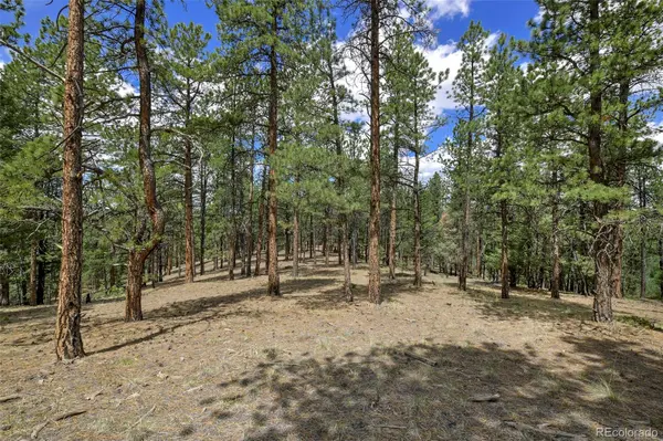 293 Badger TRL, Florissant, CO 80816