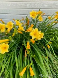 6405 Hollyhock GN #62, Frederick, CO 80530