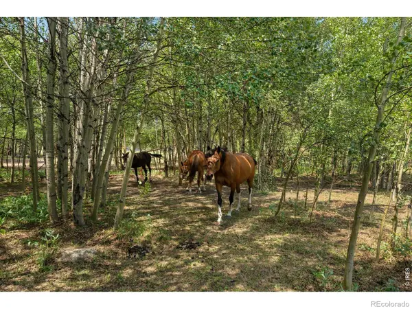 425 Caribou RD, Nederland, CO 80466
