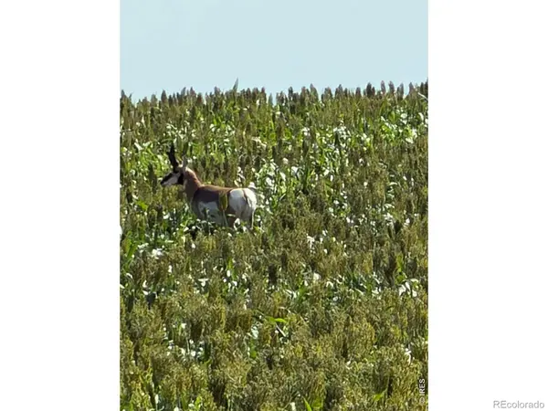 26 gg RD, Snyder, CO 80750