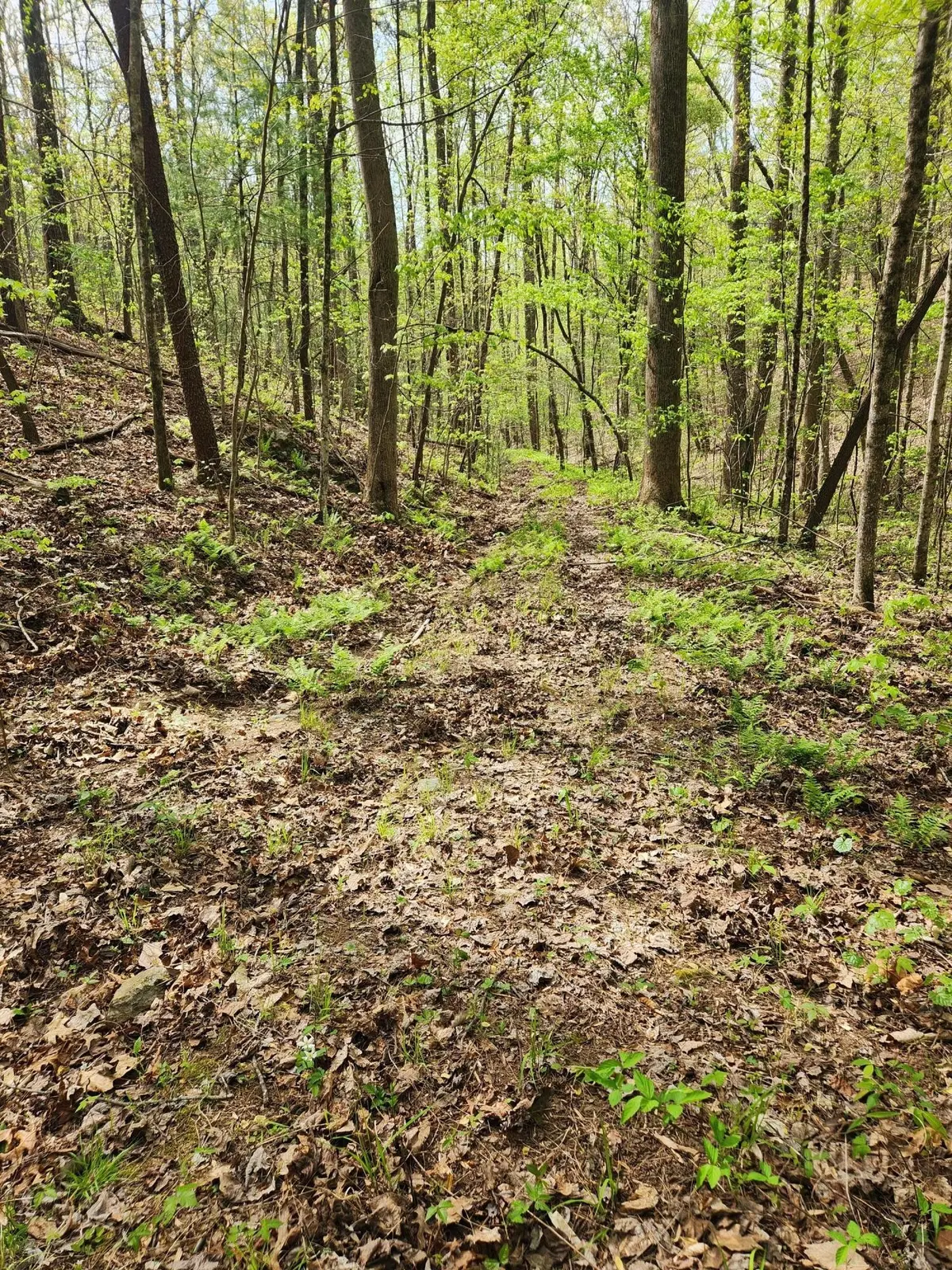 0 Chestnut Mountain Road, Reliance, TN 37369