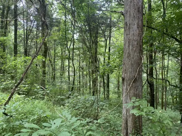 0 N of Eagle Ridge Ln, Granville, TN 38564