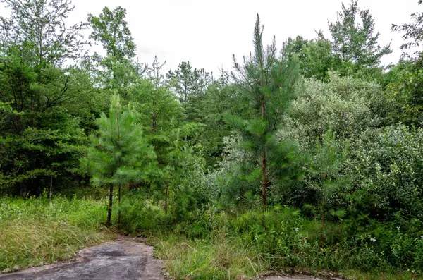 0 Valley Ln, Spencer, TN 38585