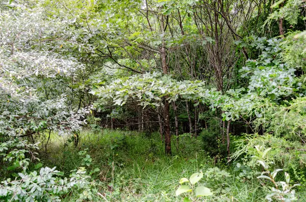 0 Valley Ln, Spencer, TN 38585