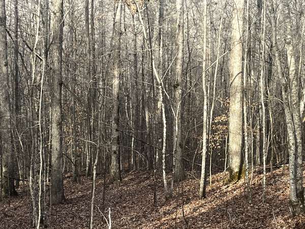 1 Old State Hwy 69, Sugar Tree, TN 38380