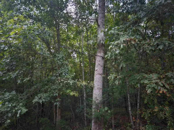 0 Sandy Road, Wilder, TN 38589
