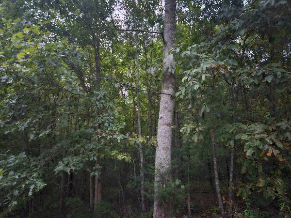 0 Sandy Road, Wilder, TN 38589