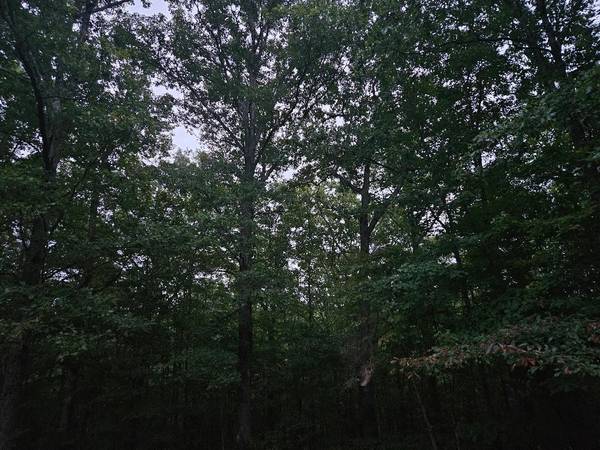 0 Sandy Road, Wilder, TN 38589