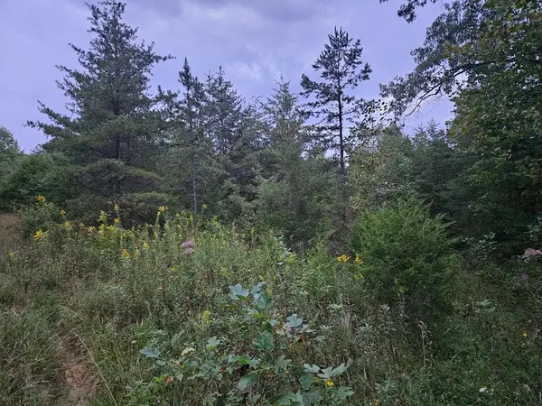 0 Sandy Road, Wilder, TN 38589