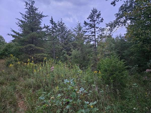 0 Sandy Road, Wilder, TN 38589