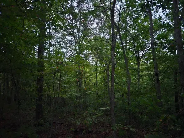 0 Sandy Road, Wilder, TN 38589