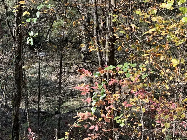 0 Reece Hollow Rd, Carthage, TN 37030