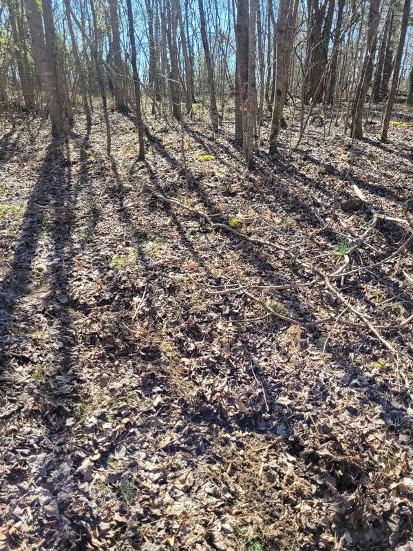 0 Cowhorne Hollow Rd, Prospect, TN 38477