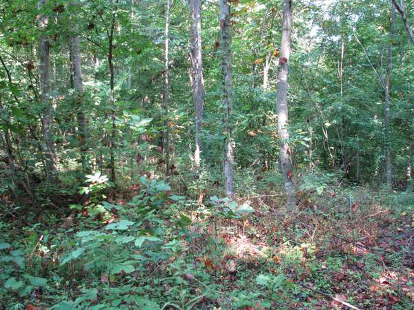 0 Sycamore Landing Rd, Waverly, TN 37185