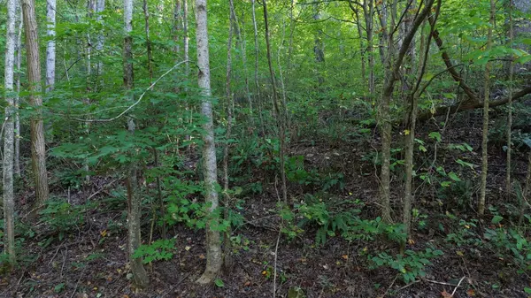 77 Baymont Dr, Lancaster, TN 38569