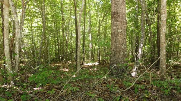 0 Camp Creek Rd, Spencer, TN 38585