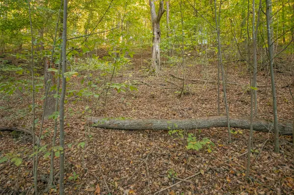 0 John Barnes Rd, Cornersville, TN 37047