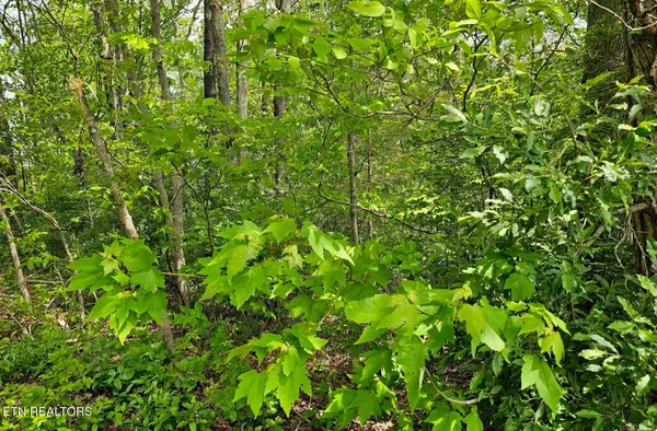 0 Sutherland Drive, Helenwood, TN 37755