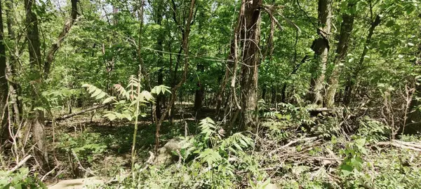 0 Coburntown Road, South Pittsburg, TN 37380
