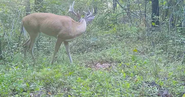 830 Twin Pines Overlook, Lobelville, TN 37097