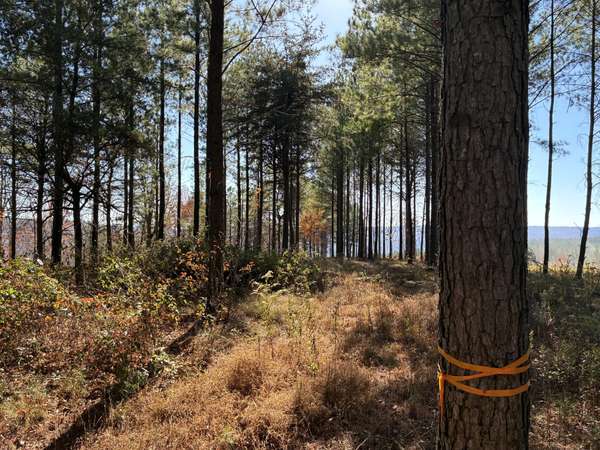 4690 Split Rail Way, Guild, TN 37340