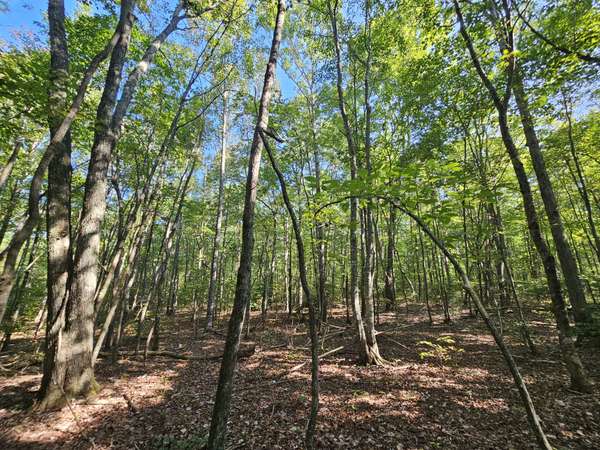 0 SR 108, Gruetli Laager, TN 37339