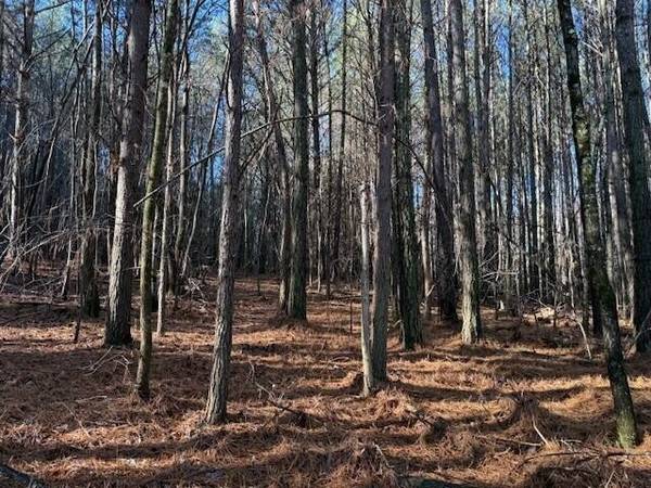 7 Hwy 11, Valley Head, AL 35989