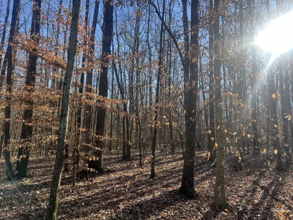 0 Excalibur Trail, Cedar Grove, TN 38321