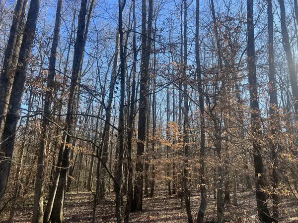 0 Excalibur Trail, Cedar Grove, TN 38321