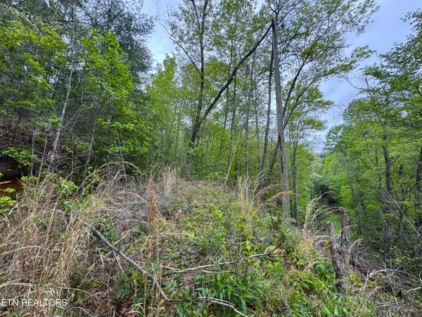 376 Summer House Hollow Rd, Del Rio, TN 37727