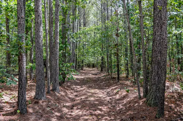 0 Brush Creek Road, Hohenwald, TN 38462