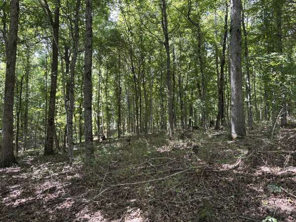 0 Middle Lick Creek Rd, Lyles, TN 37098