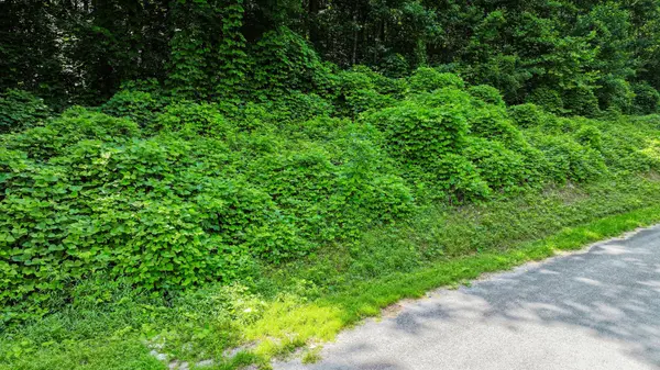 0 TBD Davis Hollow Road, Minor Hill, TN 38473