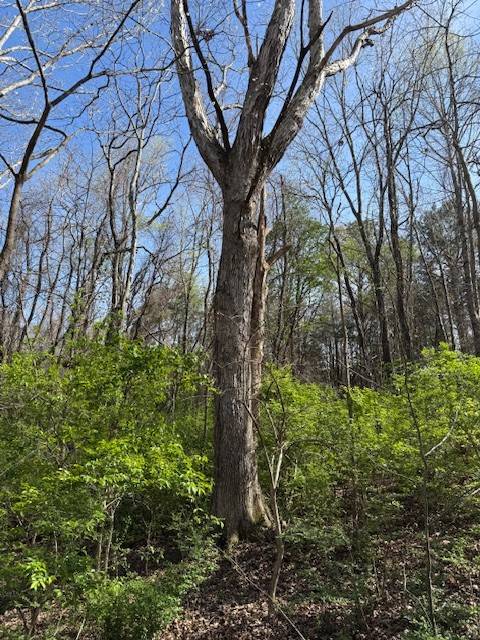 0 Shellsford Rd, Mc Minnville, TN 37110