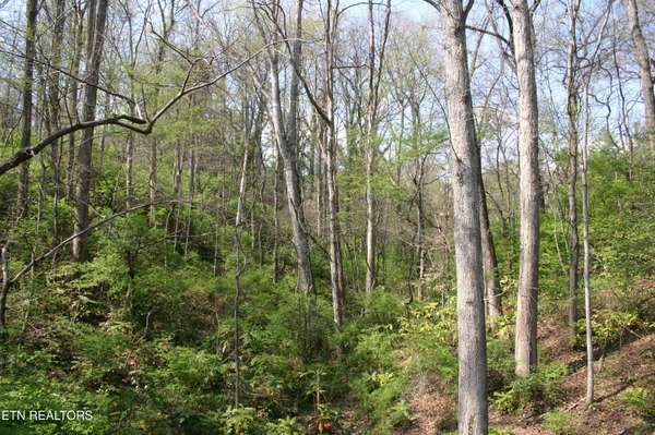 12 Vanhorn Rd, Knoxville, TN 37918