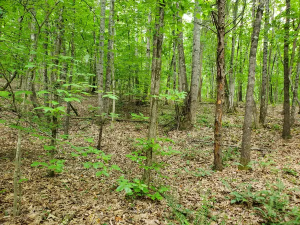 235 County Road, Niota, TN 37826