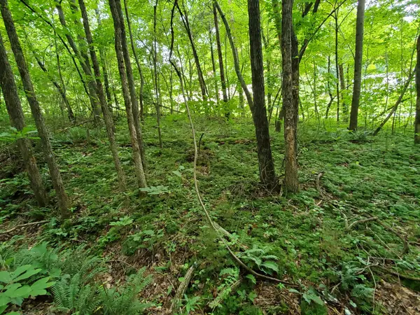 235 County Road, Niota, TN 37826