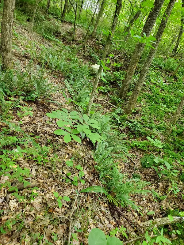 235 County Road, Niota, TN 37826