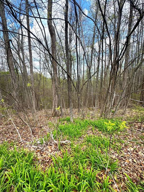 0 Coconut Ridge Rd, Smithville, TN 37166