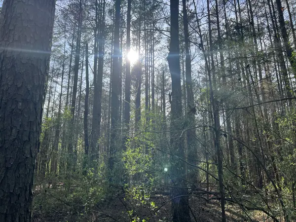 116 Zara Spook Dr Lot 139, Cedar Grove, TN 38321